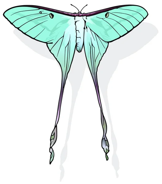 Polilla Luna China Hermosa Mariposa Colorida Aislada Sobre Fondo Blanco — Vector de stock