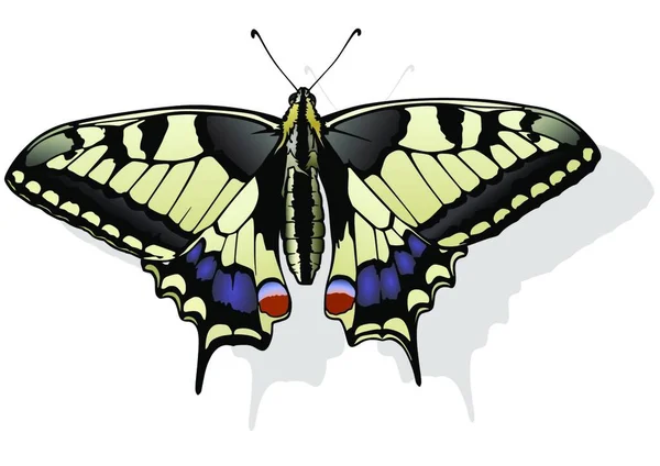 Tiger Swallowtail Butterfly Hermosa Mariposa Colorida Aislada Sobre Fondo Blanco — Vector de stock