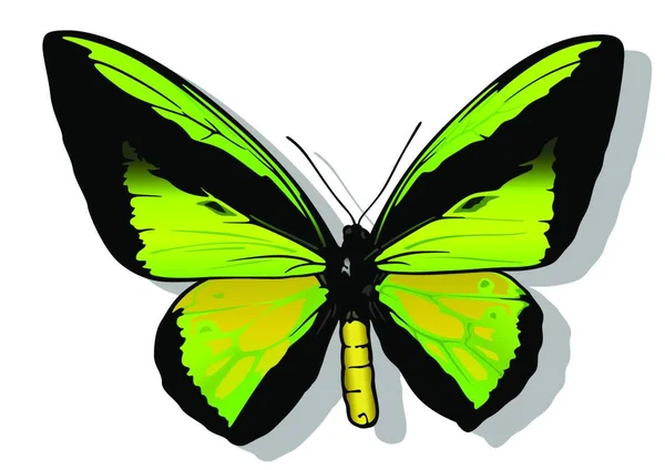 Goliath Birdwing Male Hermosa Mariposa Colorida Aislada Sobre Fondo Blanco — Vector de stock