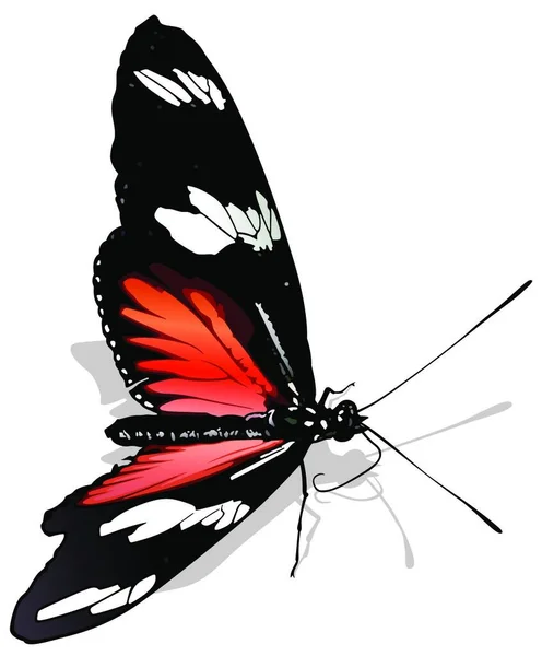 Cartero Mariposa Hermosa Mariposa Tropical Colorida Aislada Sobre Fondo Blanco — Vector de stock