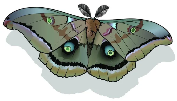 Polilla Polifemo Hermosa Mariposa Colorida Aislada Sobre Fondo Blanco Ilustración — Vector de stock