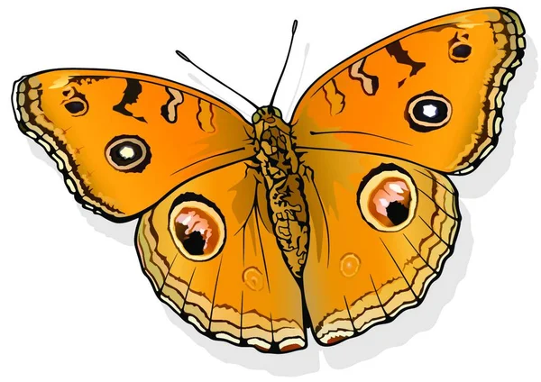 Peacock Pansy Hermosa Mariposa Aislada Sobre Fondo Blanco Ilustración Vectorial — Archivo Imágenes Vectoriales