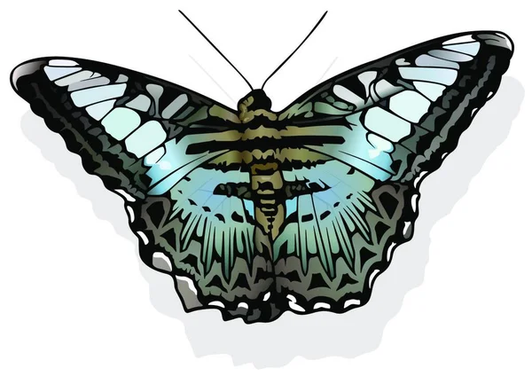 Clipper Butterfly Όμορφη Πεταλούδα Απομονωμένη Λευκό Φόντο Διανυσματική Εικονογράφηση — Διανυσματικό Αρχείο