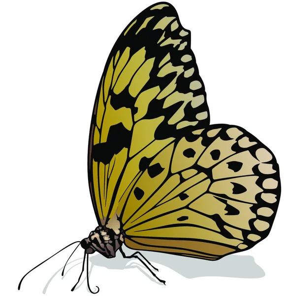 Rice Paper Butterfly Όμορφη Πολύχρωμη Πεταλούδα Απομονωμένη Λευκό Φόντο Διανυσματική — Διανυσματικό Αρχείο