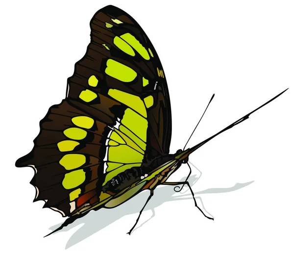 Malachite Butterfly Όμορφη Πολύχρωμη Πεταλούδα Απομονωμένη Λευκό Φόντο Διανυσματική Απεικόνιση — Διανυσματικό Αρχείο