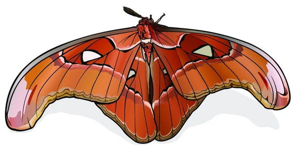 Atlas Moth Lorguini Borboleta Colorida Bonita Isolada Fundo Branco Ilustração — Vetor de Stock