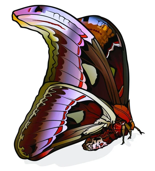 Atlas Moth Piękny Kolorowy Motyl Izolowany Białym Tle Wektor Ilustracja — Wektor stockowy
