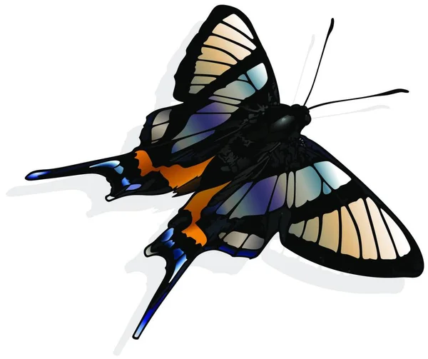 Sylphina Angel Piękny Motyl Izolowany Białym Tle Wektor Ilustracji — Wektor stockowy