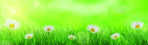 Piękne Wiosna Tło Trawy Zielonej Łąki — Wektor stockowy