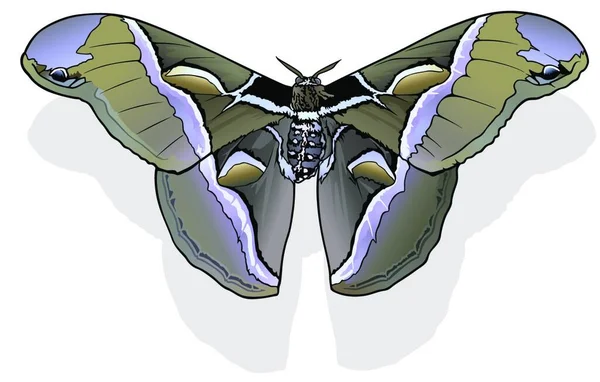 Ailanthus Silkmoth Beau Papillon Tropical Isolé Sur Fond Blanc Illustration — Image vectorielle