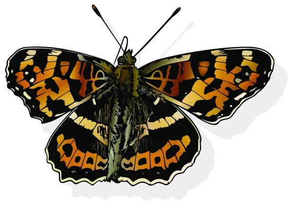 Mapa Grande Hermosa Mariposa Aislada Sobre Fondo Blanco Ilustración Vectorial — Archivo Imágenes Vectoriales