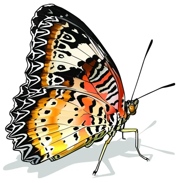 Leopar Lacewing Beyaz Arkaplanda Yalıtılmış Güzel Kelebek Vektör Llüzyonu — Stok Vektör