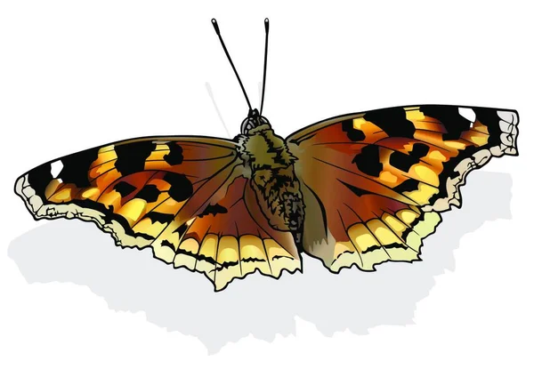Compton Tortoiseshell Όμορφη Πολύχρωμη Πεταλούδα Απομονωμένη Λευκό Φόντο Διανυσματική Εικονογράφηση — Διανυσματικό Αρχείο