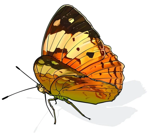 Rustique Belle Papillon Cupha Erymanthis Isolé Sur Fond Blanc Illustration — Image vectorielle