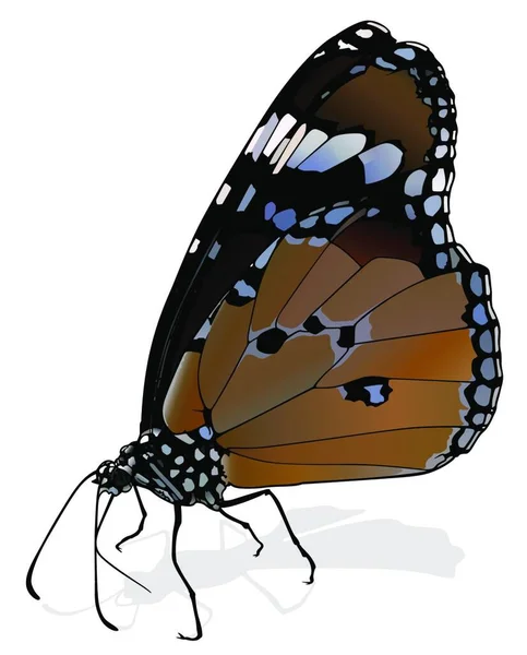 平原虎 美丽的蝴蝶达纳乌斯菊花 与白色背景分离 病媒图解 — 图库矢量图片