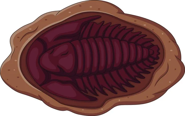 Ilustracja Skamieniałości Trilobitu Białym Tle — Wektor stockowy