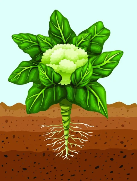 Ilustración Plantación Coliflor Suelo — Vector de stock