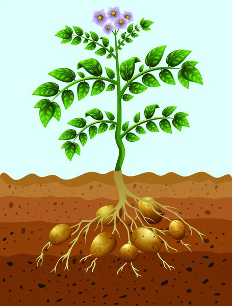 Patatas Plantando Suelo — Vector de stock