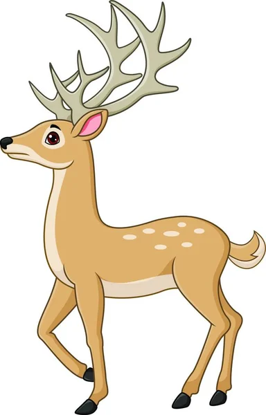 可爱的鹿动画片查出在白色背景 — 图库矢量图片