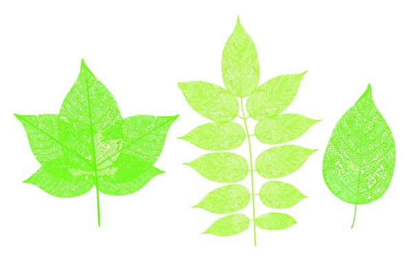 Зеленые Листья Белом Фоне — стоковый вектор