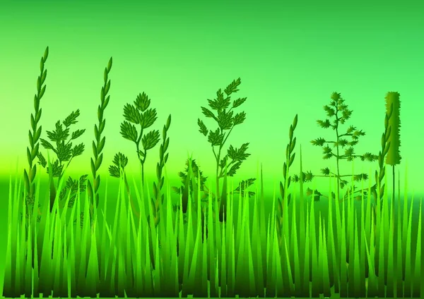 Herbe Verte Des Plantes Sur Fond Prairie Illustration Vectorielle — Image vectorielle