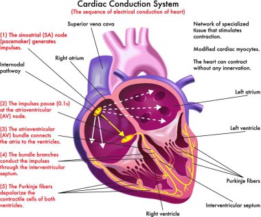 Diagram of Cardiac Conduction System (the sequence of electrical conduction of heart) with annotations. clipart