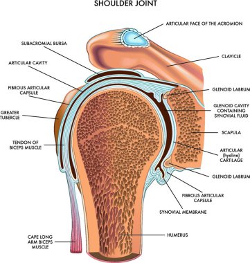 Shoulder joint illustrated and annotated with components on white. clipart