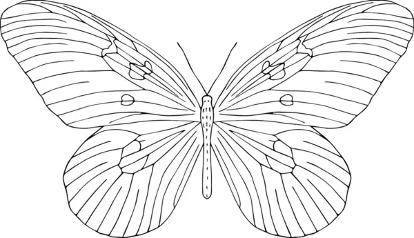 Handgezeichneter Schmetterling Schwarz Weiße Vektorabbildung Zum Ausmalen — Stockvektor