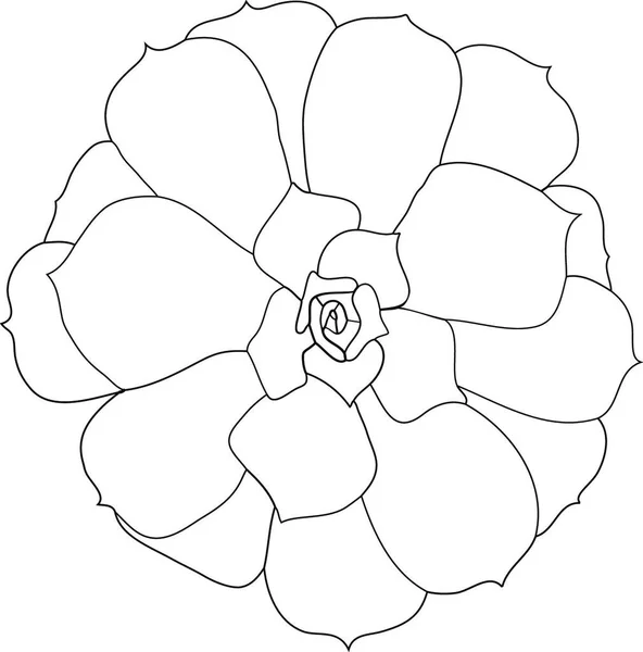 Суккулентное Растение Эхверия Вид Сверху Векторная Иллюстрация — стоковый вектор