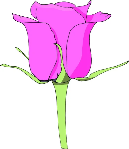 Illustration Vacker Lila Tulpan Blomma — Stock vektor