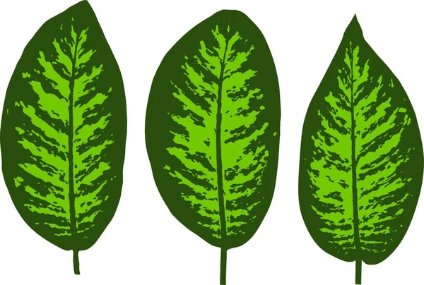 Dieffenbachia Tropisches Blatt Set Vektorillustration — Stockvektor