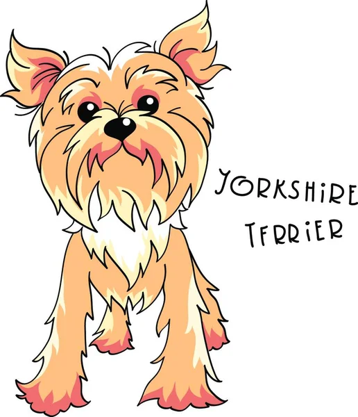 Lindo Perro Pálido Crema Yorkshire Terrier Crianza — Vector de stock
