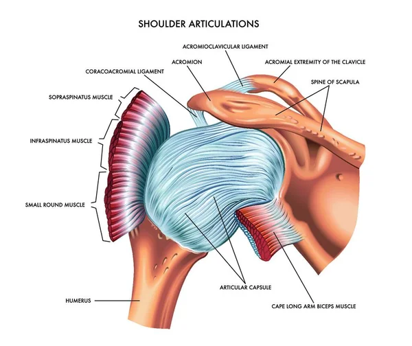 Detailed Medical Illustration Shoulder Articulations — Stock Vector