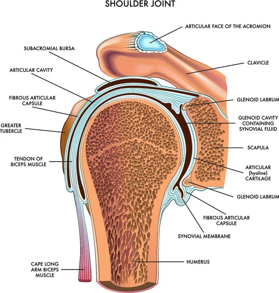 肩関節のイラストと白のコンポーネントと注釈 — ストックベクタ