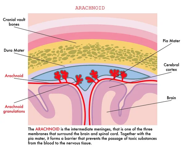 Ιατρική Απεικόνιση Αραχνοειδούς Σημειώσεις Που Εξηγούν Λειτουργία Του Στο Ανθρώπινο — Διανυσματικό Αρχείο