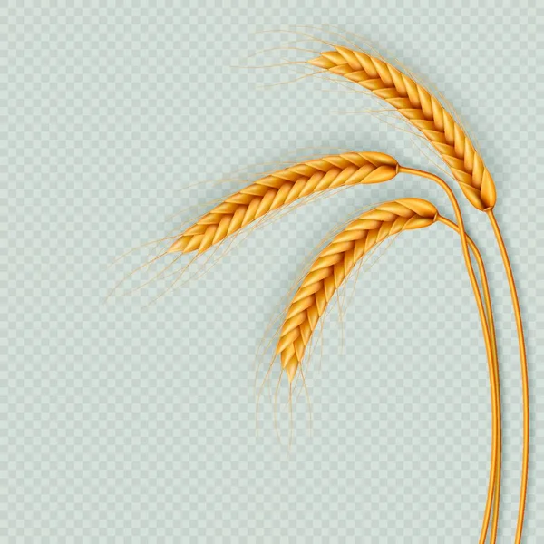 白い背景に小麦の耳のアイコン ベクターイラスト — ストックベクタ