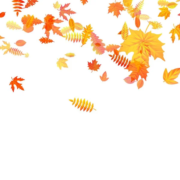 Autumn Leaves Isolated White Background — Stock Vector