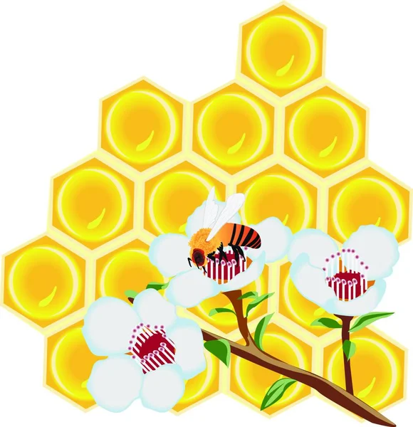 Honeycomb Vektor Illustration Vit Bakgrund Isolerad — Stock vektor