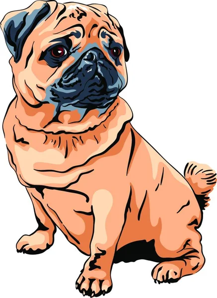 Vector Cute Dog Fawn Pug Most Common Colouring — Stock Vector