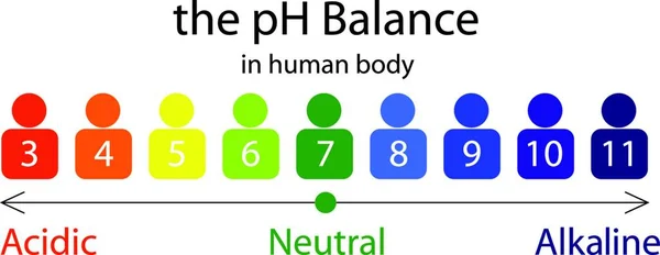 Das Gleichgewichtsmaßstab Diagramm Einem Menschlichen Körper Vektor Illustration Infografiken — Stockvektor
