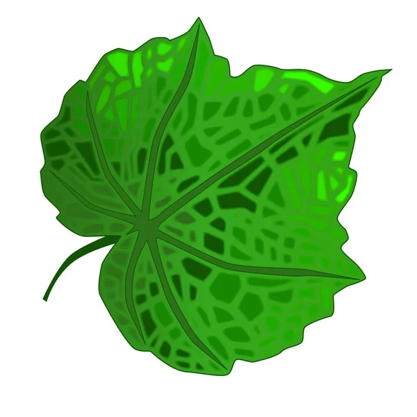 Beyaz Bir Arka Plan Üzerinde Izole Taze Yaprak Yeşil — Stok Vektör