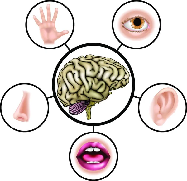 脳の中心にある五感を表すアイコンの科学教育図 — ストックベクタ