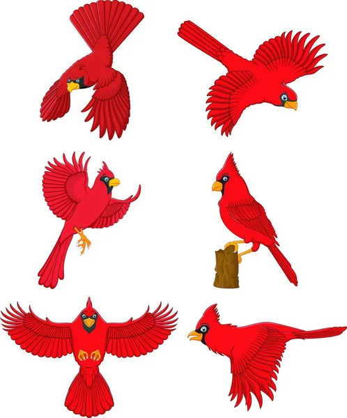 Vector Illustration Cardinal Cartoon Set — Stock Vector