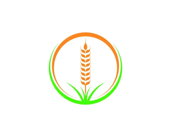 Agricultura Trigo Logotipo Plantilla Vector Icono Diseño — Archivo Imágenes Vectoriales