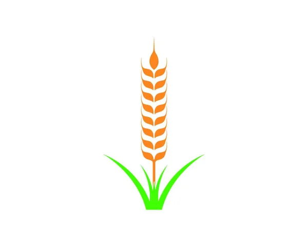 Rolnictwo Pszenica Logo Wzór Wektor Ikona Projekt — Wektor stockowy