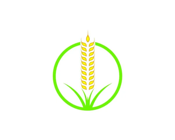 Mezőgazdaság Búza Logó Sablon Vektor Ikon Tervezés — Stock Vector