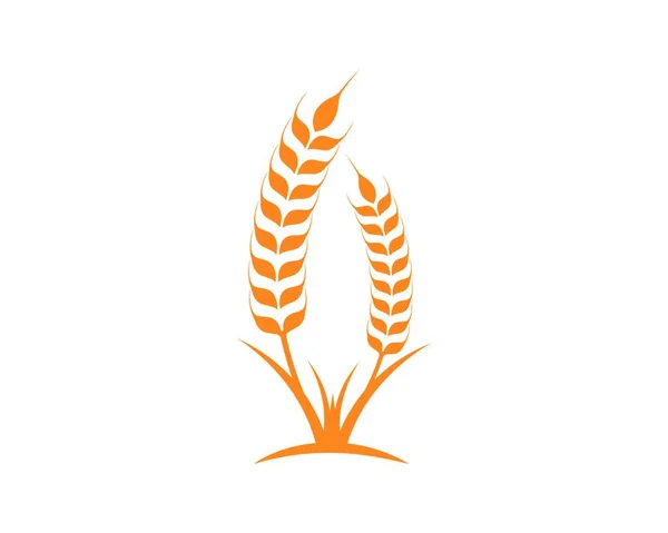 Agricultura Trigo Logotipo Plantilla Vector Icono Diseño — Archivo Imágenes Vectoriales