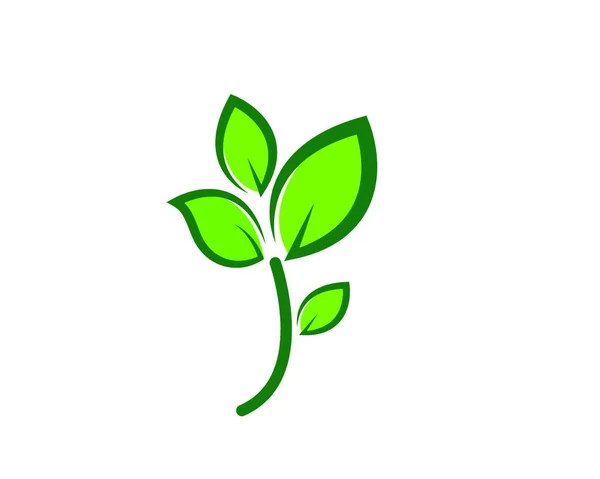 Zöld Levél Ökológia Természet Elem Vektor Ikon Zöld Design — Stock Vector