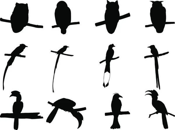 Colección Flycatcher Paraíso Asiático Hornbill Drongo Búho Pájaro Rama Árbol — Vector de stock
