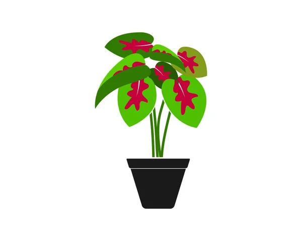 Caladium Plant Pot Icon Logo Vector Illustration Design Template — Stock Vector